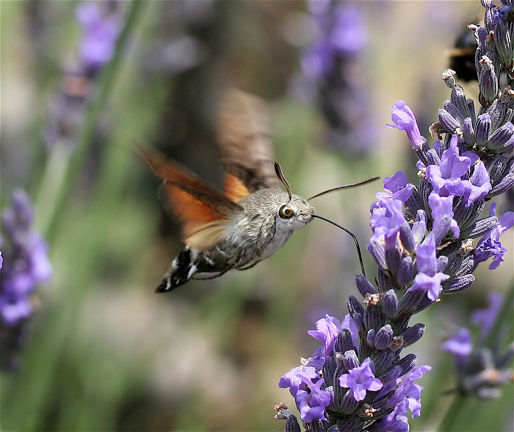 Wikipedia's image of a sphinx moth